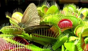 Ces insectes se font bouffer par des plantes carnivores !