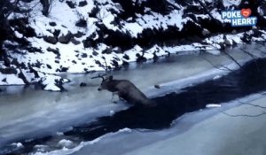 2 hommes courageux viennent sauver un élan coincé dans une rivière gelée.