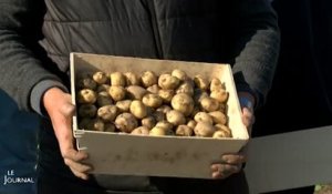 Noirmoutier : La récolte de la Bonnotte fête ses 20 ans