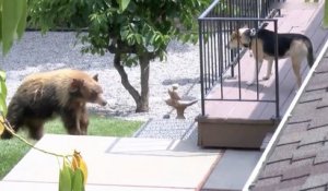 Un chien chasse un ours de sa propriété à Bradbury en Californie