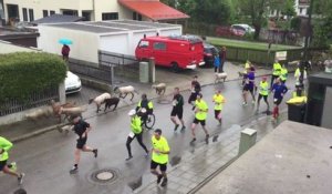Des moutons s'incrustent dans une course à pied (Munich)