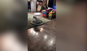 Ce perroquet adore sa nouvelle cage !