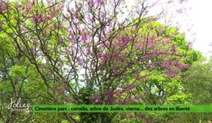 Folies Botaniques au Cimetière Parc #2 : arbres en liberté
