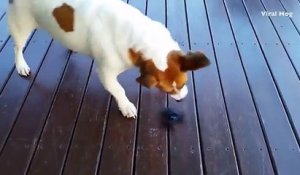 Un chien adorable entrain de jouer avec une Fidget-Spinner
