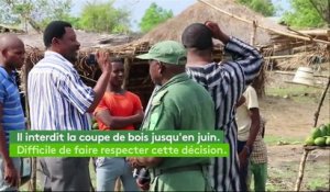Mozambique : la guerre du bois