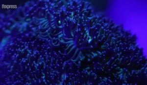 Ce corail pourrait résister au changement climatique
