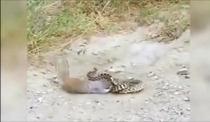 Combat terrible entre un écureuil et un serpent