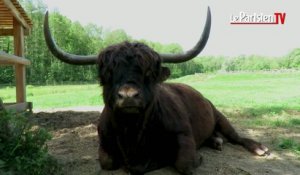 Luzarches : le couple de vaches highland a donné naissance à un veau