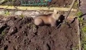 En Russie,cet ours aide cette femme à planter des pommes de terre