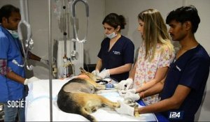 Chiens et chats : acupuncture et dialyse pour vos animaux