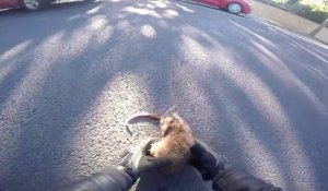 Ce motard sauve un Opossum percuté par une voiture sur la route !