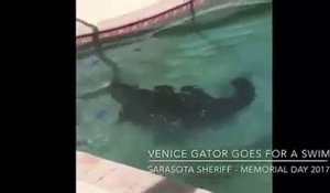 Floride : Frayeur pour une famille américaine qui trouve... un alligator dans sa piscine ! - VIDÉO