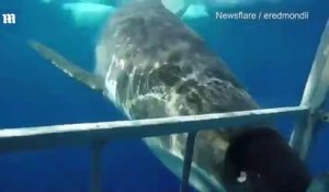 Un grand requin blanc entre dans la cage d'un plongeur