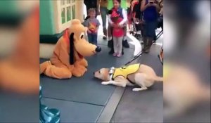 Ce chien est tellement heureux de rencontrer Pluto