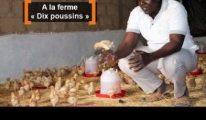 Burkina Faso : A la ferme « Dix poussins »