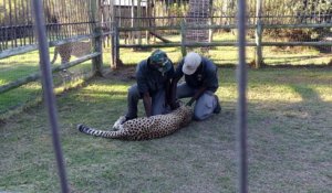 Un guépard attaque un guide en afrique du sud
