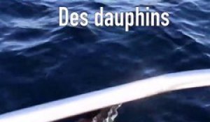 Des dauphins sur les côtes de la Méditerranée