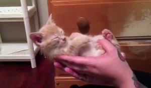 Ce chaton ne retient pas sa tête en s'endormant ! TROP MIGNON