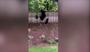 Quand maman ours montre à ses bébé comment grimper...