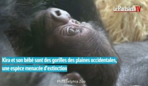 Naissance d'un bébé gorille au zoo de Philadelphie