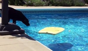 Un chien utilise une planche de body board pour récupérer une balle dans la piscine !