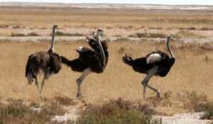 Pub samsung autruche musique