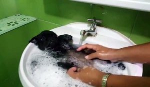 La vie de chien c'est cool surtout à l'heure du bain