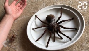 L'araignée la plus grosse du monde ? - Le Rewind du lundi 19 Juin 2017