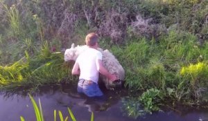 Il se jette à l'eau pour sauver un mouton... Beau geste