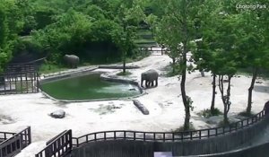 Deux éléphants unissent leur force pour sauver un petit de la noyade !