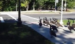 Regardez comme ces canards respectent le passage piéton