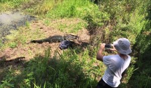 Prêt à tout pour protéger ses petits, un alligator fonce sur un photographe !