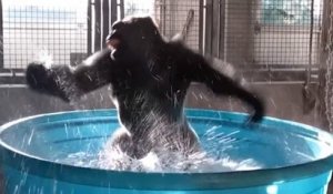 Ce gorille s'éclate dans une piscine et danse comme dans une comédie musicale