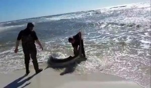 Ces 2 hommes vont sauver un requin échoué sur la plage