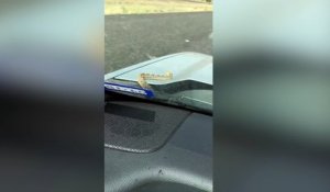 Un serpent sort du capot de la voiture en plein milieu de la route !
