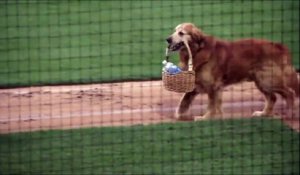 Ce chien adorable est au service d'une équipe de baseball