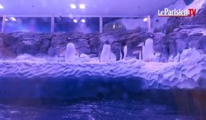 Seine-et-Marne : l’attraction des manchots ouvre à Sea Life