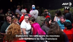 USA: les rats, stars du nouveau café éphémère de San Francisco