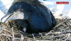 Audierne (29). Naissance de cormorans à l'Aquashow