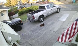 Une femme perd le contrôle de ses pitbulls qui se jettent sur un pauvre chat