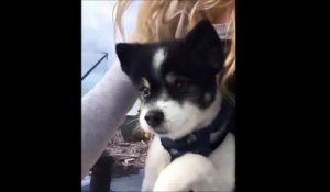 Trop mignon : ce chien veut aider sa maîtresse à faire du vélo