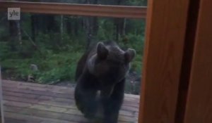 Cet ours vient voler les poubelles devant cette maison ! SURPRISE !