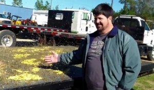 Nourrir 2 millions d'abeilles d'un coup avec du pollen !