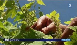 Tendance : ces viticulteurs qui se mettent à la désalcoolisation