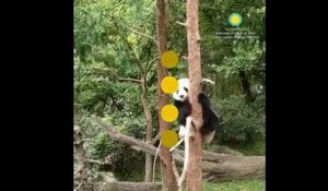Bei Bei, le panda maladroit
