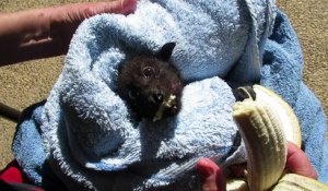 Une chauve-souris se goinfre de bananes