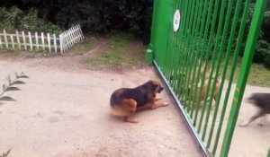 Ces chiens s'aboient dessus à travers une barrière.. ouverte !