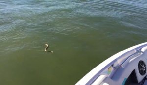 Ce serpent nage pour attaquer un bateau et tenter de monter à bord ! PANIQUE !