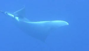 Une raie Manta filmée dans la baie de Calvi