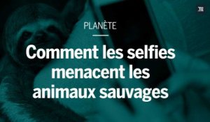 Comment nos selfies menacent les animaux sauvages